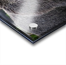 Grizzly Boar Acrylic print