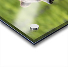 Grizzly Boar Acrylic print