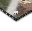 Grizzly Boar Acrylic print