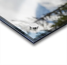 Grizzly Boar Acrylic print