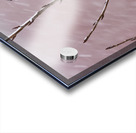 Northern Hawk Owl Acrylic print