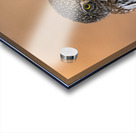 Northern Pygmy Owl Acrylic print