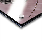 Northern Hawk Owl Acrylic print