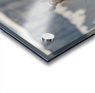 Cow Elk Acrylic print