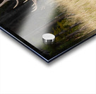 Bull Elk Acrylic print