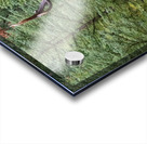 Bull Elk Acrylic print