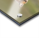 Red Fox Kit Acrylic print