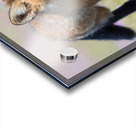 Red Fox Kit Acrylic print