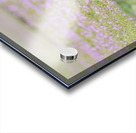 Red Fox Kit Acrylic print