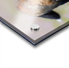 Red Fox Kit Acrylic print