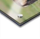 Red Fox Kit Acrylic print