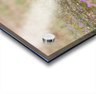 Red Fox Kits Acrylic print