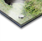 Red Fox Kits Acrylic print