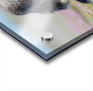 Red Fox with Kits Acrylic print