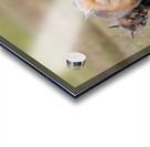 Red Fox Kits Acrylic print