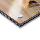 Red Fox with Kits Acrylic print