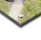 Red Fox Kit Acrylic print