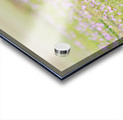 Red Fox Kit Acrylic print