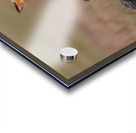 Red Fox with Kit Acrylic print