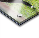 Red Fox Kits Acrylic print