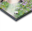 Red Fox Kit Acrylic print