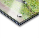 Red Fox Kits Acrylic print