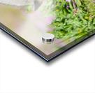 Red Fox Kit Acrylic print