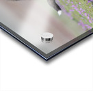 Red Fox Kits Acrylic print