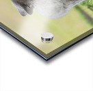 Red Fox Kits Acrylic print