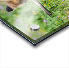 Red Fox Kit Acrylic print