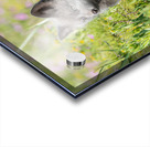 Red Fox Kit Acrylic print