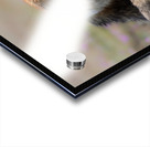 Red Fox with Kits Acrylic print