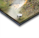 Red Fox Acrylic print