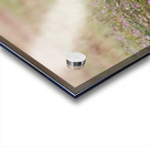 Red Fox Kits Acrylic print