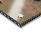 Red Fox with Kit Acrylic print