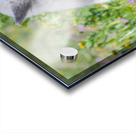 Red Fox Kit Acrylic print