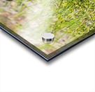 Black Bear Cub Acrylic print