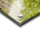 Black Bear Cub Acrylic print