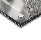 Mountain Goat Kid Acrylic print