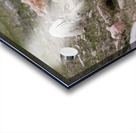 Mountain Goats Acrylic print