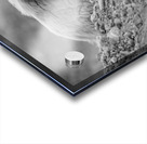 Mountain Goat Kid Acrylic print