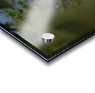 Mountain Goat Acrylic print