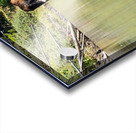 Cow Moose Acrylic print