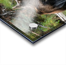 Cow Moose Acrylic print