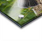 Male Sooty Grouse Acrylic print