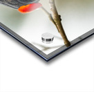 Male Red-Winged Blackbird Acrylic print