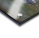 Common Loon Acrylic print