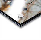 Great Blue Heron Acrylic print