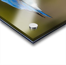 Male Mountain Bluebird Acrylic print