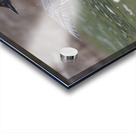 Common Loon Acrylic print